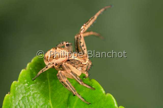 Thomisidae_xysticus.JPG - France, Araneae, Thomisidae, Araignée-crabe (Xysticus sp), Crab spider